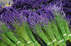 Photo Albums | Pelindaba Lavender | Lavender Products & Organic ... Photo Albums | Pelindaba Lavender | Lavender Products & Organic ...